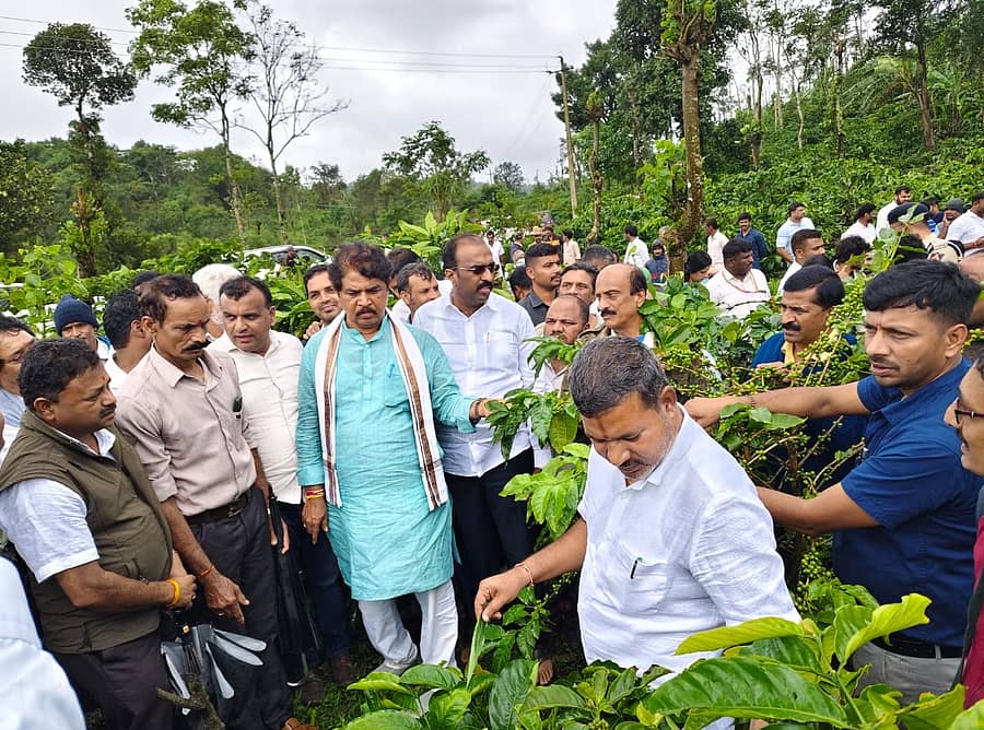ಹೆತ್ತೂರು ಹೋಬಳಿಯ ಚಿನ್ನಹಳ್ಳಿ ಗ್ರಾಮದಲ್ಲಿ ವಿರೋಧ ಪಕ್ಷದ ನಾಯಕ ಆರ್.ಅಶೋಕ್, ಕಾಫಿ ಕಾಯಿಗಳು ಕೊಳೆ ರೋಗದಿಂದ ಕೊಳೆಯುತ್ತಿರುವುದನ್ನು ಪರಿಶೀಲಿಸಿದರು. ಶಾಸಕ ಸಿಮೆಂಟ್ ಮಂಜು ಉಪಸ್ಥಿತರಿದ್ದರು
