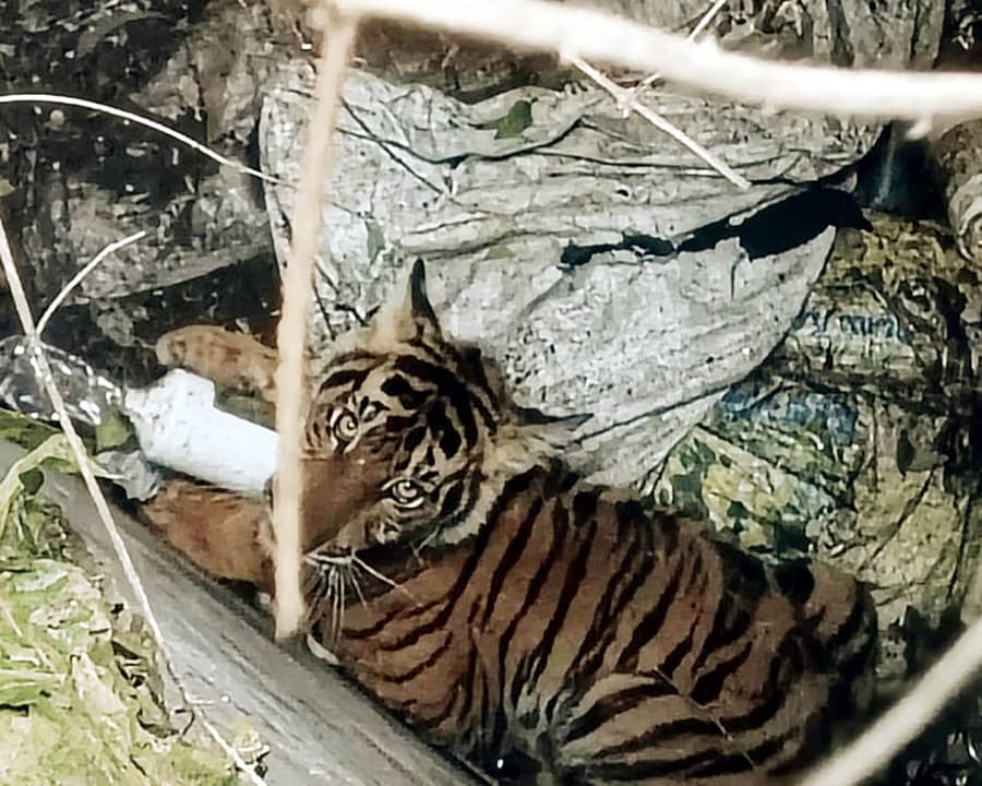 ಸರಗೂರಿನ 11ನೇ ವಾರ್ಡ್ನಲ್ಲಿ ಹುಲಿ ಸೆರೆ ಸಿಕ್ಕಿರುವುದು