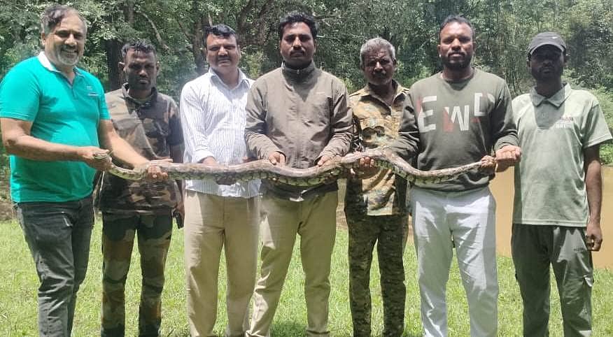 ಸಂತೇಮರಹಳ್ಳಿ ಸಮೀಪದ ಕಾವುದವಾಡಿ ಗ್ರಾಮದ ಜಮೀನೊಂದರಲ್ಲಿ ಪತ್ತೆಯಾದ ಹೆಬ್ಬಾವನ್ನು ಸ್ನೇಕ್ ಮಹೇಶ್ ರಕ್ಷಿಸಿದರು