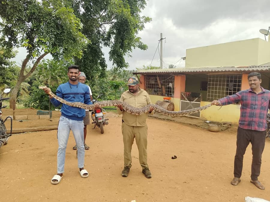 ಹಾರೋಹಳ್ಳಿ ತಾಲ್ಲೂಕಿನ ಕಾಡು ಜಕ್ಕಸಂದ್ರ ಗ್ರಾಮದ ಹತ್ತಿರದ ಮುನಿಮಾರನ ದೊಡ್ಡಿ ಹೊರವಲಯದ ಜಮೀನಿನಲ್ಲಿದ್ದ 15 ಅಡಿ ಉದ್ದದ ಹೆಬ್ಬಾವನ್ನು ರಕ್ಷಿಸಿರುವುದು