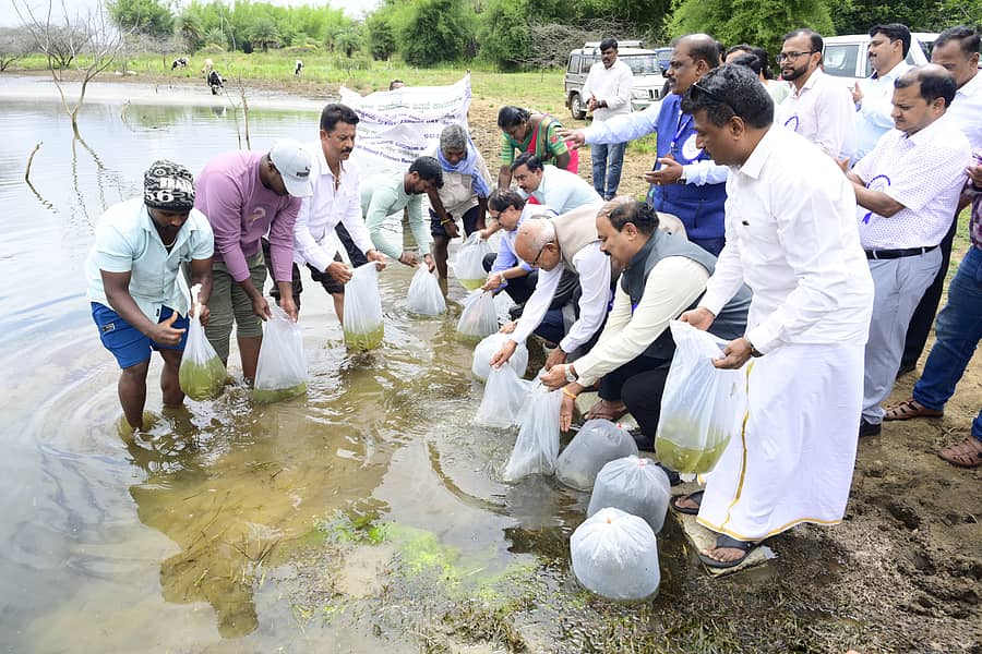 ಕಾರ್ಯಕ್ರಮದ ಅಂಗವಾಗಿ ಬಾರ್ಬೋಡ್ಸ್ ಕರ್ನಾಟಿಕಸ್ ಮತ್ತು  ಕೆಮ್ಮೀನಿನ ಮರಿಗಳನ್ನು ಹೆಸರಘಟ್ಟ ಕೆರೆಗೆ ಬಿಡಲಾಯಿತು