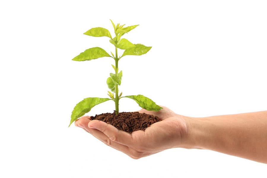 <div class="paragraphs"><p>ಸಸ್ಯ</p></div>