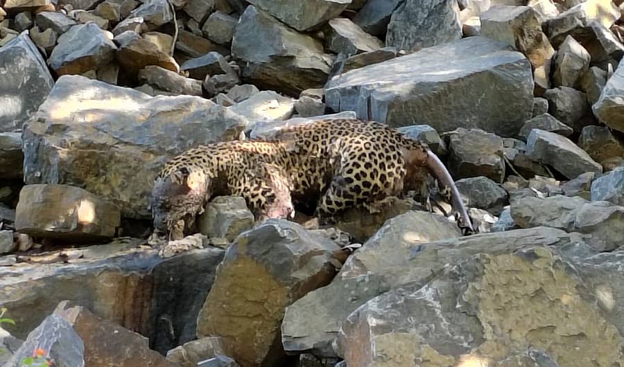 ಚಾಮರಾಜನಗರದ ಬಿಆರ್‌ಟಿ ಅರಣ್ಯ ವ್ಯಾಪ್ತಿಯ ಹರವೆ ಹೋಬಳಿ ತೆರಕಣಾಂಬಿ ಸಮೀಪದ ಕೊತ್ತಲವಾಡಿಯ ಕರಿಕಲ್ಲು ಕ್ವಾರಿಯಲ್ಲಿ ಗುರುವಾರ ಚಿರತೆಯ ಕಳೇಬರ ಪತ್ತೆಯಾಗಿದೆ 