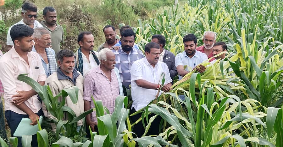 ಚನ್ನರಾಯಪಟ್ಟಣ ತಾಲ್ಲೂಕು ಕೆ. ವಡ್ಡರಹಳ್ಳಿ ಗ್ರಾಮದ ಬಳಿ ಇರುವ ಜಮೀನಿನಲ್ಲಿ ಬೆಳೆದಿರುವ ಮುಸುಕಿನ ಜೋಳದ ಬೆಳೆಯನ್ನು ಶಾಸಕ ಸಿ.ಎನ್. ಬಾಲಕೃಷ್ಣ ಶನಿವಾರ ಪರಿಶೀಲಿಸಿದರು. ಕೃಷಿ ಸಹಾಯಕನಿರ್ದೇಶಕ ಮೋಹನ್‍ಕುಮಾರ್ ಭಾಗÀವಹಿಸಿದ್ದರು