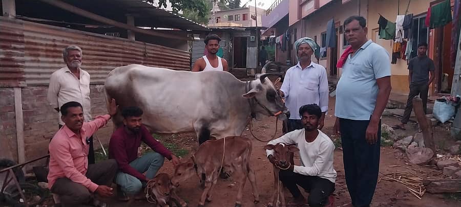 ನವಲಗುಂದದ ಸಯ್ಯದಭಾಷಾ ಹುಗ್ಗಿ ಎಂಬುವವರ ಹಸು ಮೂರು ಕರುಗಳಿಗೆ ಜನ್ಮ ನೀಡಿದೆ