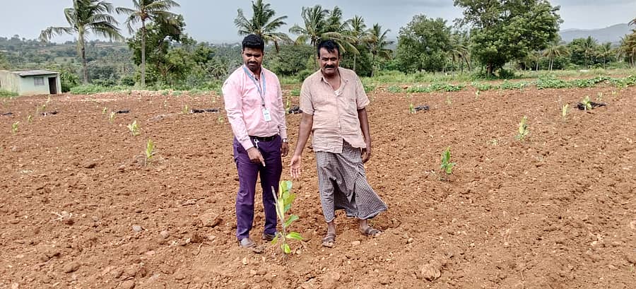 ಹಳೇಬೀಡಿನ ರೈತ ಅಶೋಕ ತಮ್ಮ ಜಮೀನಿನಲ್ಲಿ ನಾಟಿ ಮಾಡಿರುವ ಥಾಯ್ ಹೈಬ್ರಿಡ್ ತಳಿಯ ಹಲಸಿನ ಗಿಡ ತೋರಿಸಿದರು.
