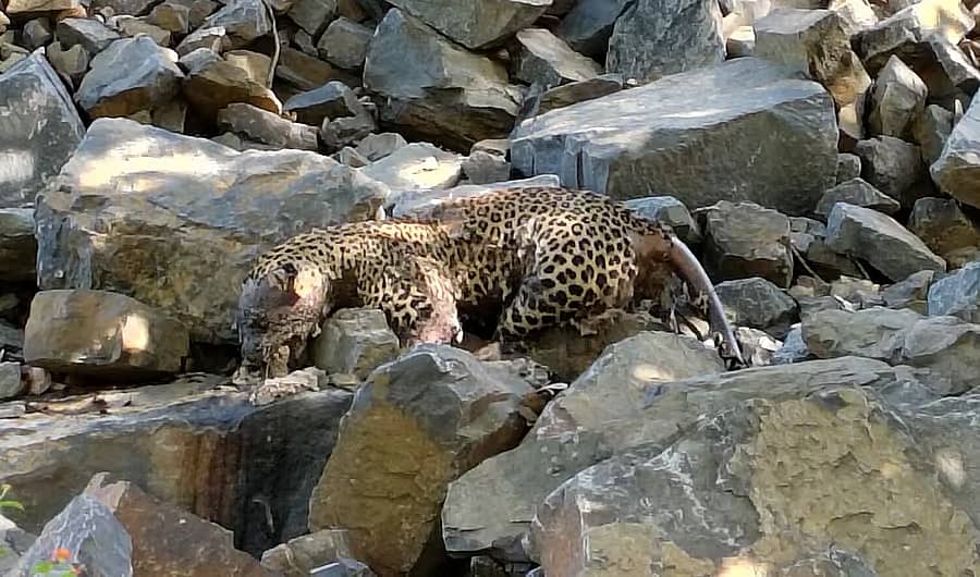 <div class="paragraphs"><p>ಚಿರತೆಯ ಕಳೇಬರ</p></div>