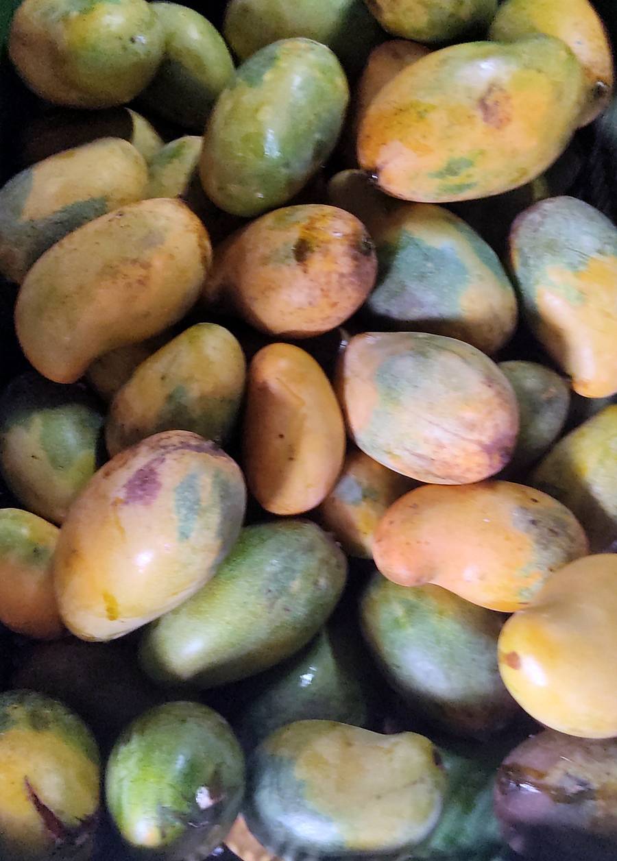 ಯಳಂದೂರು ತಾಲ್ಲೂಕಿನಲ್ಲಿ ಬೆಳೆದಿರುವ ಮಾವು