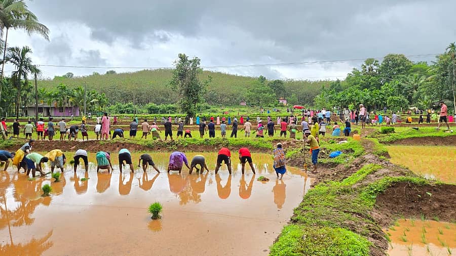 ಕುಂದಾಪುರ ತಾಲ್ಲೂಕಿನ ಬಾಂಡ್ಯ ಗ್ರಾಮದ, ಕೆಳ ಬಾಂಡ್ಯದ ಕೃಷಿ ಗದ್ದೆಗಳಲ್ಲಿ ಭಾನುವಾರ ವಕ್ವಾಡಿ ಗುರುಕುಲ ಪಬ್ಲಿಕ್ ಸ್ಕೂಲ್ ವಿದ್ಯಾರ್ಥಿಗಳು ಭತ್ತದ ನೇಜಿ ನೆಡುವ ಕಾರ್ಯದಲ್ಲಿ ಭಾಗಿಯಾದರು.