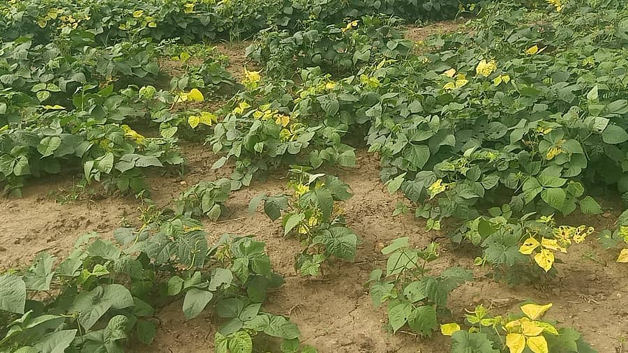 ಲಕ್ಷ್ಮೇಶ್ವರ ತಾಲ್ಲೂಕಿನಲ್ಲಿ ಬೆಳೆದಿರುವ ಹೆಸರು ಬೆಳೆಗೆ ಹಳದಿ ರೋಗ ಕಾಣಿಸಿಕೊಂಡಿರುವುದು