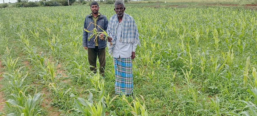 ಹಳೇಬೀಡು ಸಮೀಪದ ರಾಜಗೆರೆ ಗ್ರಾಮದಲ್ಲಿ ಬಿಳಿಸುಳಿ ಕೇದಿಗೆ ರೋಗಕ್ಕೆ ತುತ್ತಾದ ಮುಸುಕಿನ ಜೋಳದ ಬೆಳೆಯನ್ನು ರೈತ ಭೈರೇಶ ತೋರಿಸಿದರು