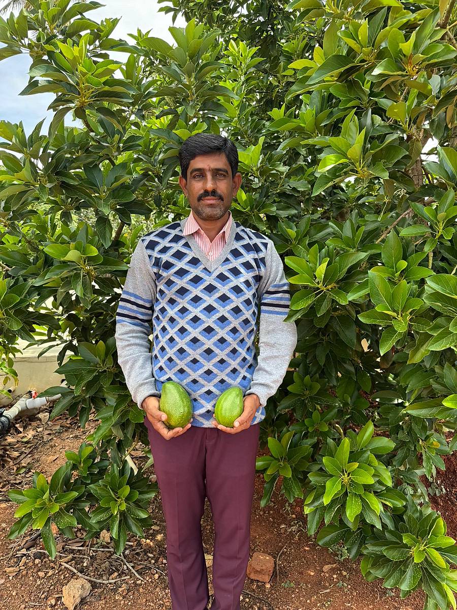 ಶಿಡ್ಲಘಟ್ಟ ತಾಲ್ಲೂಕಿನ ಮೇಲೂರಿನ ರೈತ ಸಚಿನ್ ತಾವು ಬೆಳೆದ ಬೆಣ್ಣೆಹಣ್ಣಿನೊಂದಿಗೆ