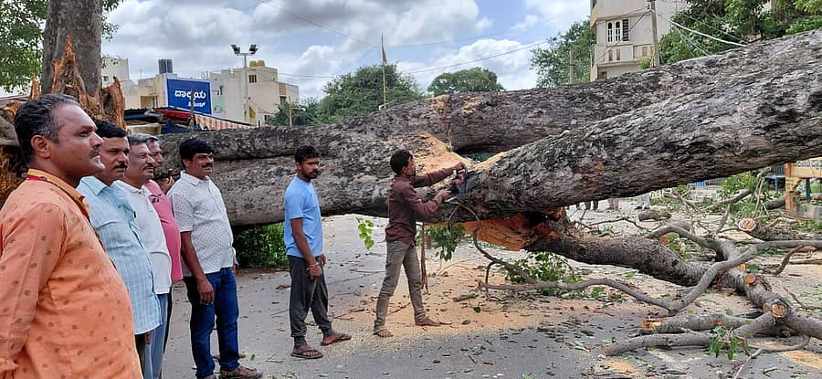 ಕಲ್ಕೆರೆ ಮುಖ್ಯರಸ್ತೆಯಲ್ಲಿ ಉರುಳಿ ಬಿದ್ದ ಮರವನ್ನು ಬಿಬಿಎಂಪಿ ಕಾರ್ಮಿಕರು ತೆರವುಗೊಳಿಸುವ ಕಾರ್ಯ ಮಾಡಿದರು