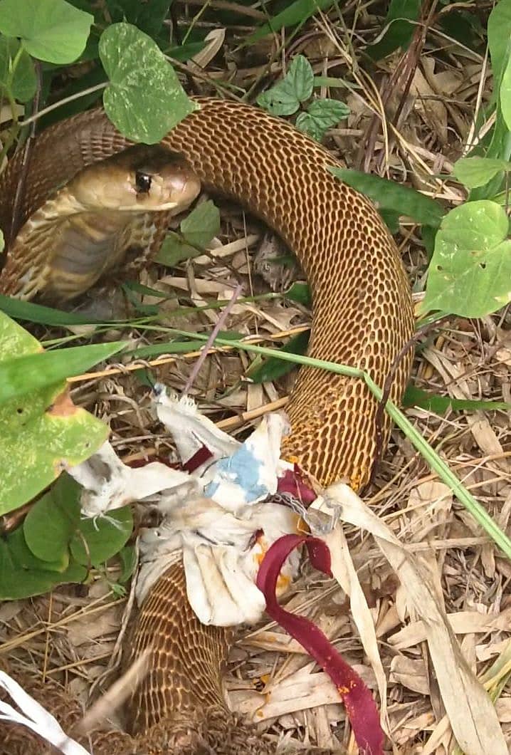 ಗಾಯಗೊಂಡಿದ್ದ ನಾಗರ ಹಾವು