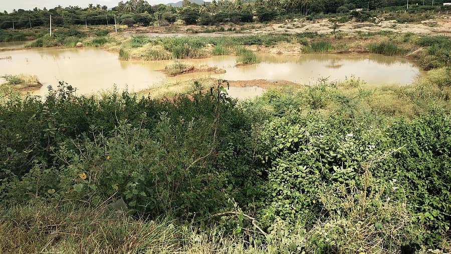 <div class="paragraphs"><p>ಬಾಗೇಪಲ್ಲಿ ತಾಲ್ಲೂಕಿನಲ್ಲಿ ರೆಡ್ಡಿಕೆರೆಯಲ್ಲಿ ಕಳೆ, ಮುಳ್ಳಿನ ಗಿಡಗಂಟಿಗಳು ಬೆಳೆದಿರುವುದು&nbsp;</p></div>