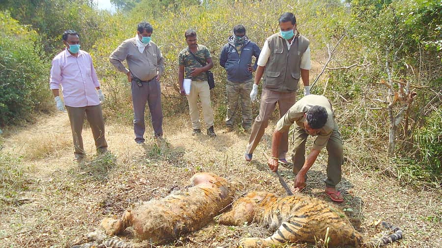 ಪತ್ತೆಯಾದ ಹುಲಿಗಳ ಕಳೇಬರ (ಸಂಗ್ರಹ ಚಿತ್ರ)