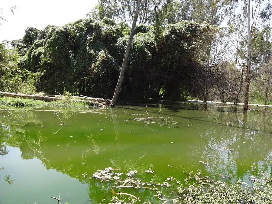 ಪಟ್ಟಂದೂರು ಅಗ್ರಹಾರ ಕೆರೆ