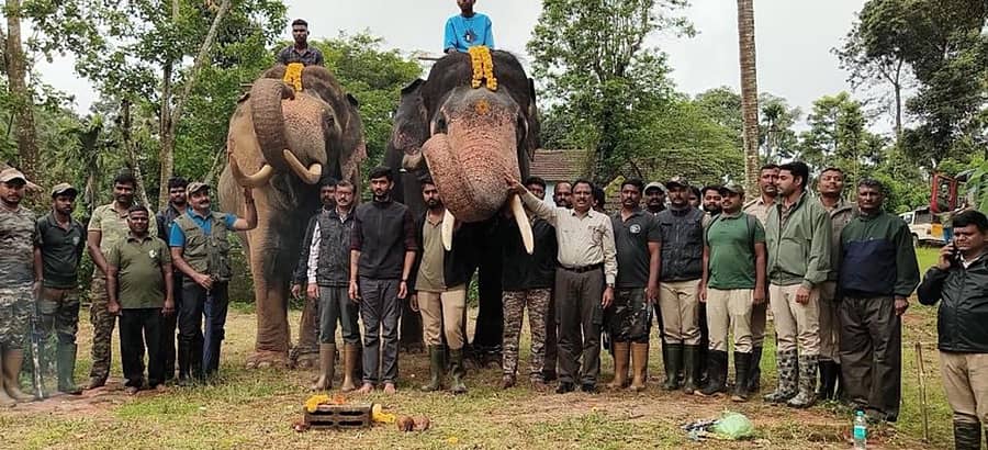 ಗೋಣಿಕೊಪ್ಪಲು ಬಳಿಯ ಹುದಿಕೇರಿ ಬೆಳ್ಳೂರಿನಲ್ಲಿ ಹುಲಿ ಕಾರ್ಯಾಚರಣೆಗೆ ಸಿದ್ಧಗೊಂಡಿದ್ದ ಸಾಕಾನೆ ಹಾಗೂ ಅರಣ್ಯಾಧಿಕಾರಿಗಳು ಮತ್ತು ಸಿಬ್ಬಂದಿ ವರ್ಗ