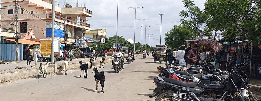 ವಾಡಿ ಪಟ್ಟಣದ ಕಲಬುರಗಿ-ಯಾದಗಿರಿ ಹೆದ್ದಾರಿ ಮೇಲೆ ಕುರಿಗಳ ಹಿಂಡಿನಿಂದ ವಾಹನ ಸವಾರಕ್ಕೆ ತೀವ್ರ ತೊಂದರೆಯಾಗಿರುವುದು