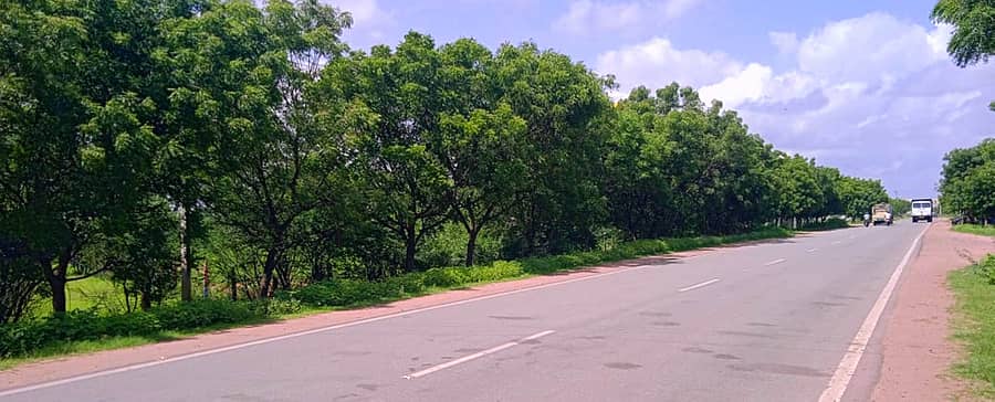 ಕುಷ್ಟಗಿಯಲ್ಲಿ ತಾವರಗೇರಾ ರಸ್ತೆ ಪಕ್ಕದಲ್ಲಿ ಅರಣ್ಯ ಇಲಾಖೆ ನಾಟಿ ಮಾಡಿದ್ದ ಸಾಲು ಗಿಡಗಳು ದಾರಿಹೋಕರ ಗಮನಸೆಳೆಯುತ್ತಿವೆ