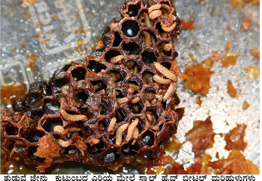 ತುಡುವೆ ಜೇನು ಕುಟುಂಬದ ಎರಿಯ ಮೆಲೆ ‘ಸ್ಮಾಲ್ ಹೈವ್ ಬೀಟೆಲ್ ಕೀಟ’