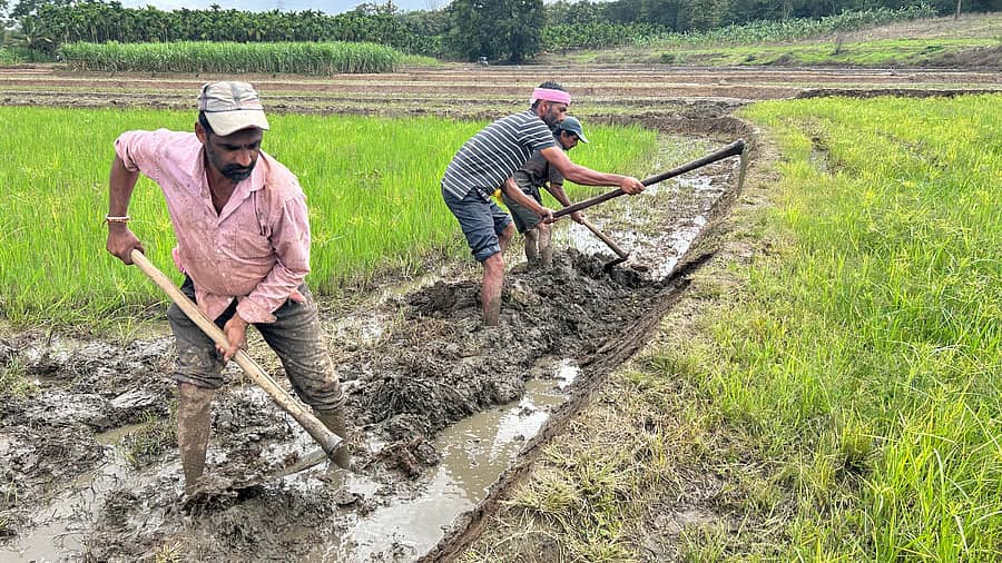 ಶಿವಮೊಗ್ಗ ತಾಲ್ಲೂಕು ಕುಂಸಿ ಸಮೀಪದ ಸನ್ನಿವಾಸ ಗ್ರಾಮದಲ್ಲಿ ರೈತ ಎಂ.ನಾಗೇಶ್ ಅವರ ಜಮೀನಿನಲ್ಲಿ ಭತ್ತದ ನಾಟಿಗೆ ಗದ್ದೆಗಳ ಅಂಚು ಕಡಿಯುತ್ತಿರುವುದು – ಪ್ರಜಾವಾಣಿ ಚಿತ್ರ