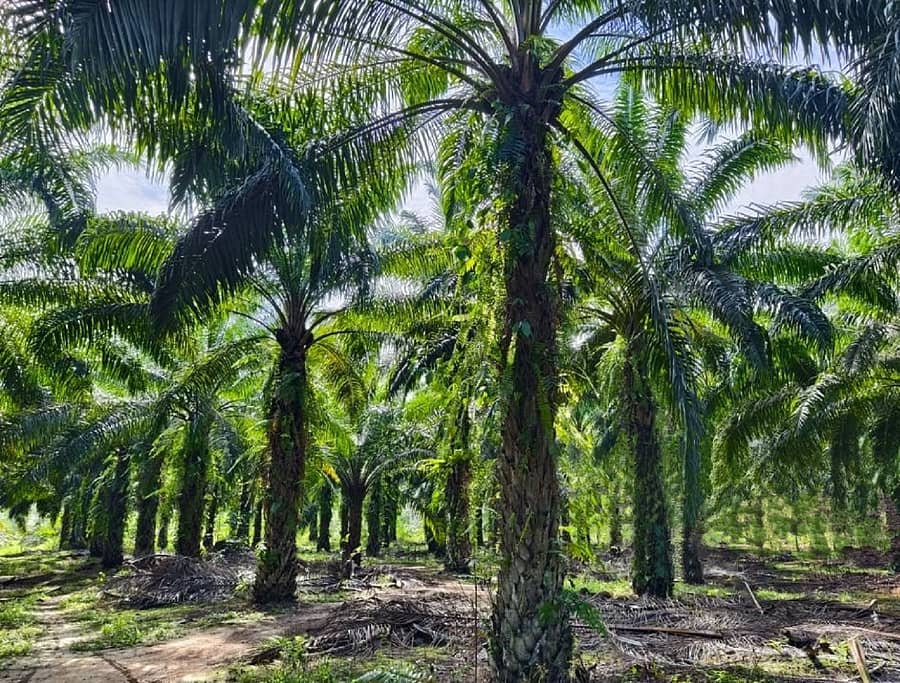 ತಾಳೆ ಕೃಷಿ– ಸಾಂದರ್ಭಿಕ ಚಿತ್ರ