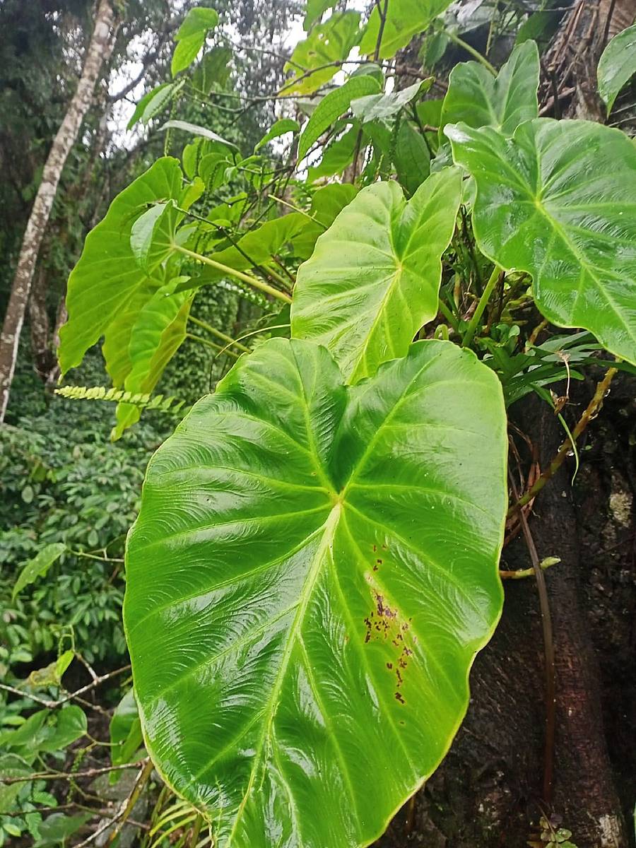 ಮರಕೆಸು