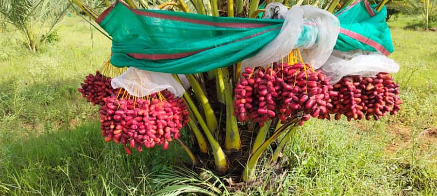 ಲಕ್ಷ್ಮಿನಾರಾಯಣ್ ಅವರ ತೋಟದಲ್ಲಿ ಖರ್ಜೂರದ ಗೊನೆಗಳು
