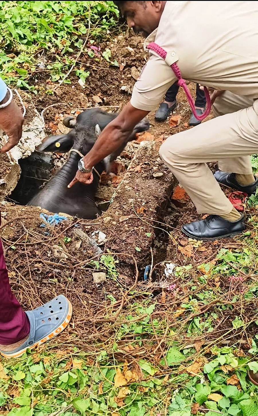 ಕೆಜಿಎಫ್ ಚಾಂಪಿಯನ್ ರೀಫ್ಸ್ನ ಎಂ.ಬ್ಲಾಕ್ನ ಕಂದಕಕ್ಕೆ ಬಿದ್ದಿದ್ದ ಎಮ್ಮೆಯನ್ನು ಅಗ್ನಿಶಾಮಕದಳದ ಸಿಬ್ಬಂದಿ ಸೋಮವಾರ ರಕ್ಷಿಸಿದರು.