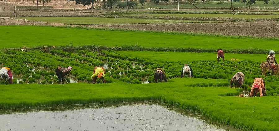 ತೆಕ್ಕಲಕೋಟೆ ರಾಷ್ಟ್ರೀಯ ಹೆದ್ದಾರಿ ಬಳಿಯ ಹಳೇಕೋಟೆ ಮಾರೆಮ್ಮ ದೇವಸ್ಥಾನದ ಹೊಲಗಳಲ್ಲಿ ಮಹಿಳೆಯರು ಭತ್ತದ ಸಸಿ ಕೀಳುತ್ತಿರುವುದು