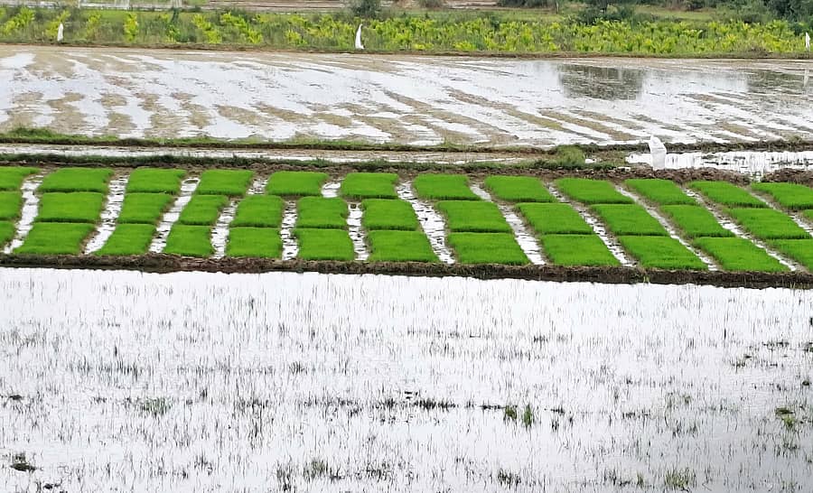 ಆಲೂರು ತಾಲ್ಲೂಕು ಗಂಜಿಗೆರೆ ಗ್ರಾಮದಲ್ಲಿ ರೈತರು ಭತ್ತ ನಾಟಿ ಮಾಡಲು ಗದ್ದೆ ಹದ ಮಾಡುವುದರೊಂದಿಗೆ ಸಸಿ ಮಡಿಲು ಮಾಡಿದ್ದಾರೆ
