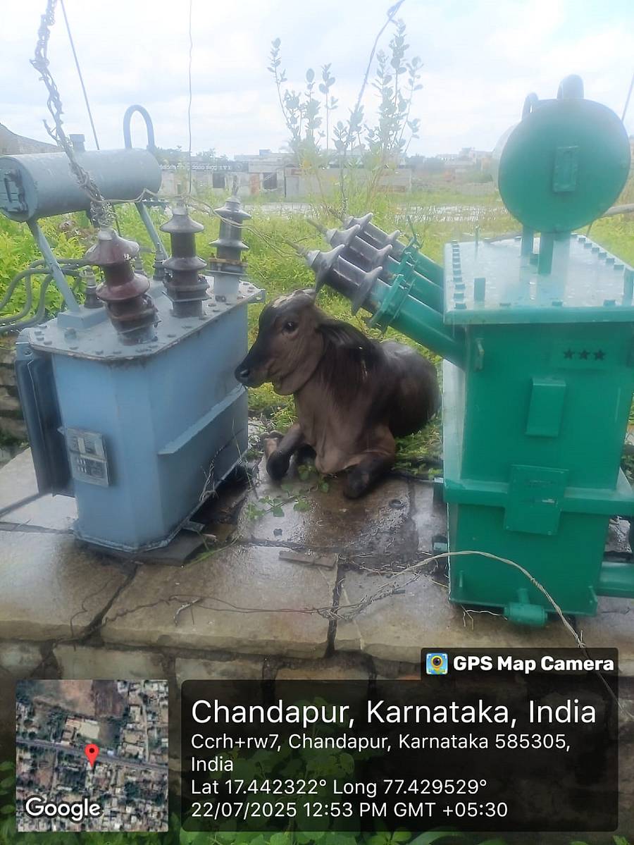 ಚಂದಾಪುರದಲ್ಲಿ ವಿದ್ಯುತ್ ಪರಿವರ್ತಕಗಳ ಮಧ್ಯೆ ಕುಳಿತ ರಾಸುವನ್ನು ಜೆಸ್ಕಾಂ ಅಧಿಕಾರಿಗಳು ವಿದ್ಯುತ್ ಪೂರೈಕೆ ಸ್ಥಗಿತಗೊಳಿಸಿ ಪಾರು ಮಾಡಿದ್ದಾರೆ 