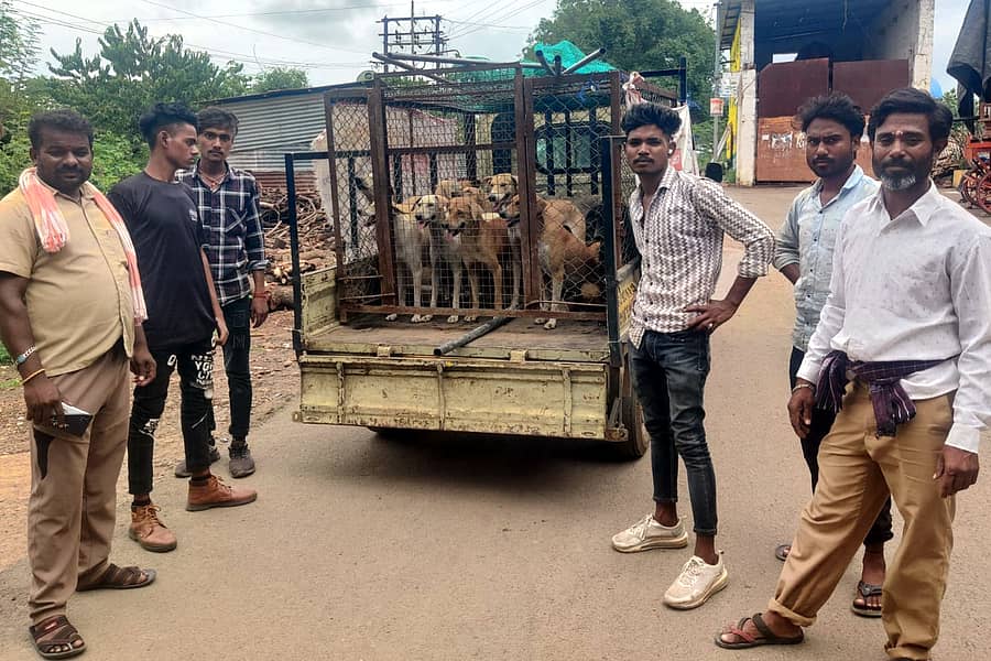 <div class="paragraphs"><p>ರಬಕವಿ ಬನಹಟ್ಟಿಯಲ್ಲಿ ಬೀದಿ ನಾಯಿಗಳನ್ನು ಬೋನಿಗೆ ಹಾಕಿರುವುದು</p></div>