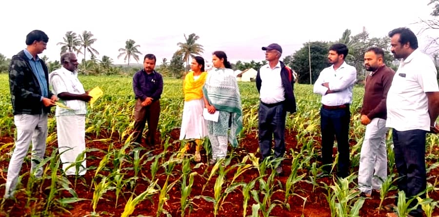 ಹೊಳೆನರಸೀಪುರ ತಾಲ್ಲೂಕಿನ ಹಳೇಕೋಟೆ ಹೋಬಳಿಯ ರೋಗಪೀಡಿತ ಮುಸುಕಿನ ಜೋಳದ ಜಮೀನಿಗೆ ವಿಜ್ಞಾನಿಗಳ ತಂಡ ಭೇಟಿ ನೀಡಿ ಪರಿಶೀಲನೆ ನಡೆಸಿತು. ಕೃಷಿ ಇಲಾಖೆಯ ಅಧಿಕಾರಿ ಸವಿತಾ, ಮನು, ಮಹದೇವು, ಮಲ್ಲಿಕಾರ್ಜುನ, ಬಸವರಾಜು ಪಾಲ್ಗೊಂಡಿದ್ದರು