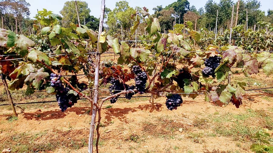 ವೈನ್ ದ್ರಾಕ್ಷಿ 