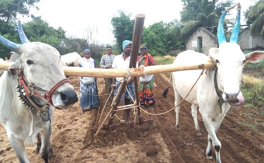 ಮೊಳಕಾಲ್ಮುರು ತಾಲ್ಲೂಕಿನ ಗ್ರಾಮವೊಂದರಲ್ಲಿ ಶೇಂಗಾ ಬಿತ್ತನೆ ಮಾಡುತ್ತಿರುವ ರೈತರು 