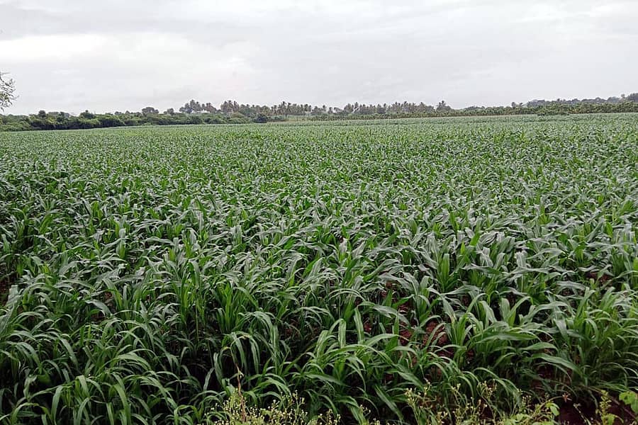 <div class="paragraphs"><p><strong>ಕೂಡ್ಲಿಗಿ ತಾಲ್ಲೂಕಿನ ಜಮೀನೊಂದರಲ್ಲಿ ಬೆಳೆದು ನಿಂತಿರುವ ಮೆಕ್ಕೆ ಜೋಳ.</strong></p></div>