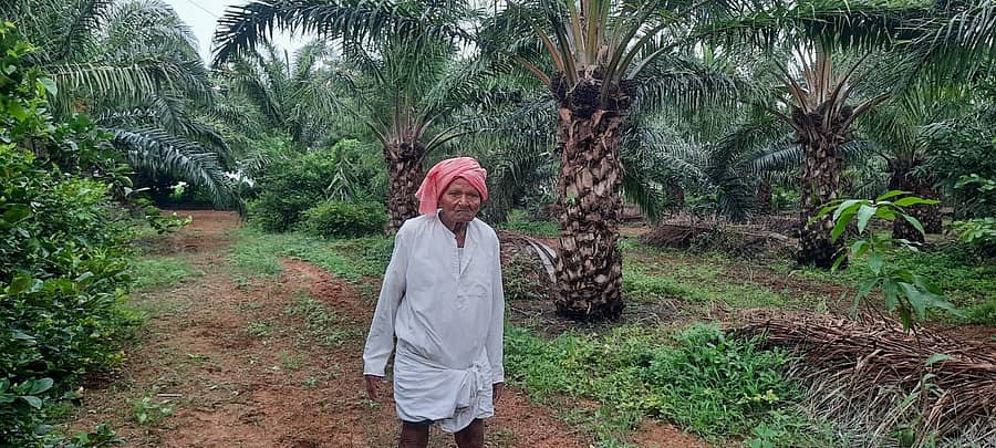 ಬಾದಾಮಿ ಸಮೀಪದ ಬಿ.ಎನ್. ಜಾಲಿಹಾಳದಲ್ಲಿ ರೈತ ವೀರಯ್ಯ ಗುರುಶಾಂತನವರ ಹೊಲದಲ್ಲಿ ಬೆಳೆದಿರುವ ತಾಳೆ ಗಿಡಗಳು