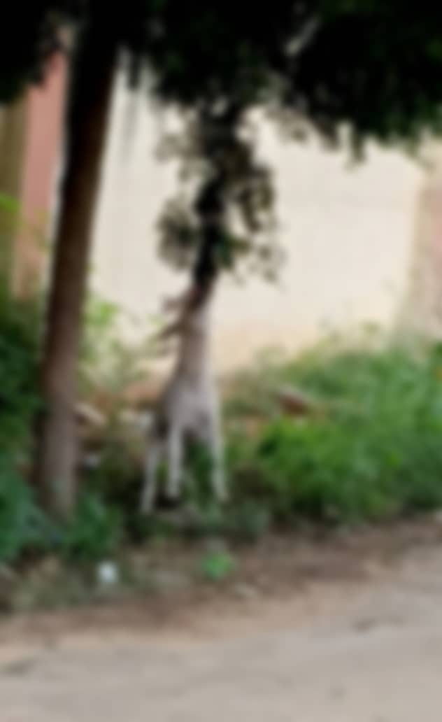 <div class="paragraphs"><p>ಹಗರಿಬೊಮ್ಮನಹಳ್ಳಿಯ ಬೇವಿನ ಮರವೊಂದಕ್ಕೆ ನೇತುಹಾಕಿದ ಕುರಿಮರಿಯನ್ನು ನಾಯಿಯೊಂದು ತಿನ್ನುತ್ತಿರುವುದು</p></div>