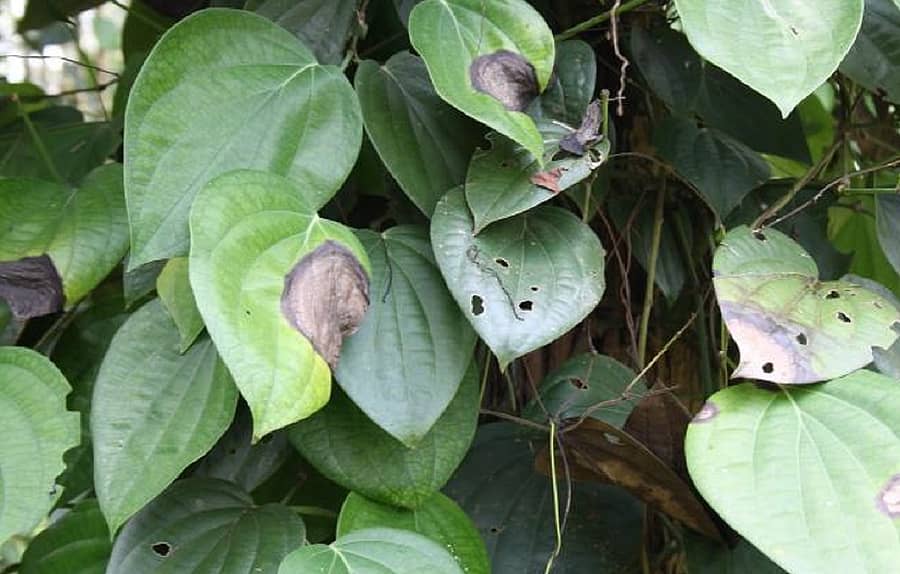 ಶಿರಸಿ ತಾಲ್ಲೂಕಿನ ಮಂಜುಗುಣಿ ತೋಟವೊಂದರಲ್ಲಿ ಕಾಳುಮೆಣಸು ಬಳ್ಳಿಗೆ ಸೊರಗು ರೋಗ ಬಾಧಿಸುತ್ತಿರುವುದು