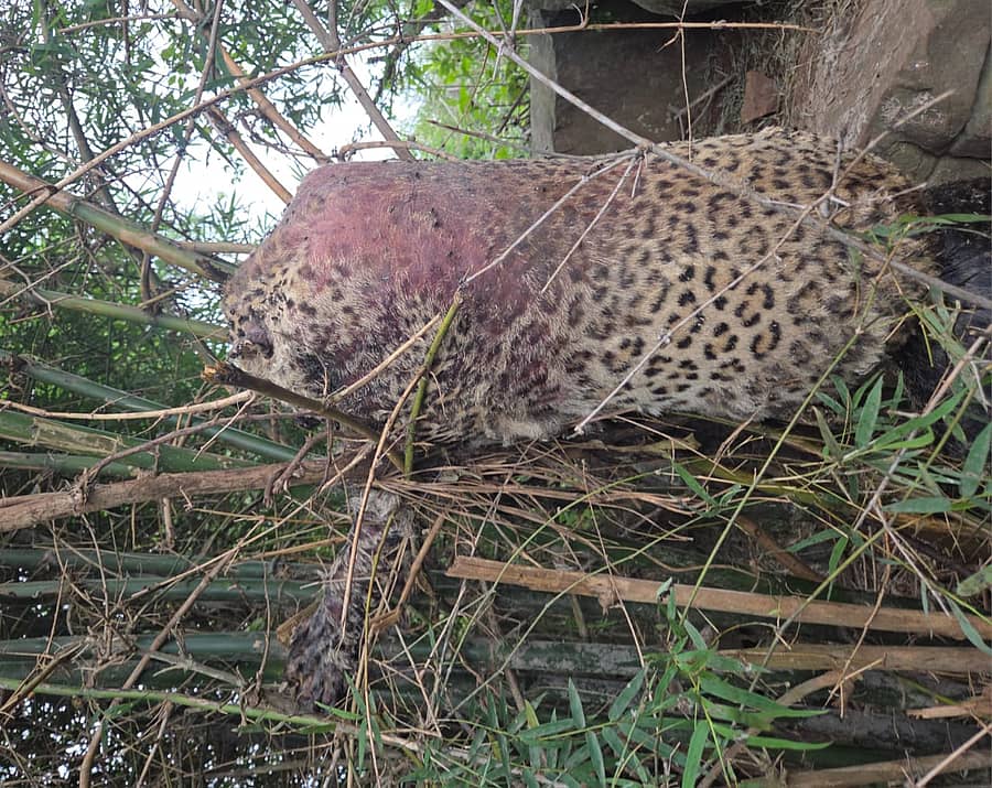 ಆನೇಕಲ್‌ ತಾಲ್ಲೂಕಿನ ತಮ್ಮನಾಯಕನಹಳ್ಳಿಯ ಗೋಮಾಳದ ಬಿದಿರಿ ಪೊದೆಯಲ್ಲಿ ಉರುಳಿಗೆ ಸಿಲುಕಿ ಚಿರತೆಯೊಂದು ಮೃತಪಟ್ಟಿರುವುದು