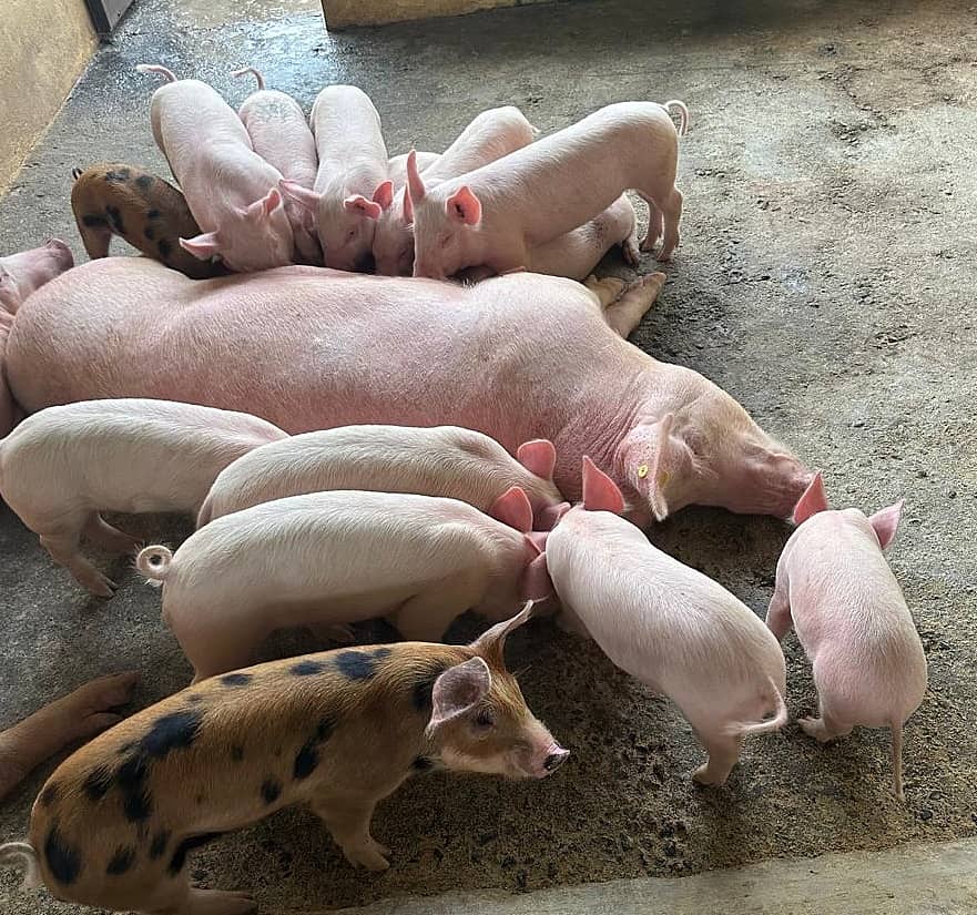 ಧಾರವಾಡ ಸಮೀಪದ ತೇಗೂರಿನ ಹಂದಿ ತಳಿ ಸಂವರ್ಧನಾ ಕೇಂದ್ರದಲ್ಲಿನ ಯಾರ್ಕ್‌ಶೇರ್‌ ಹಂದಿ ಹಾಗೂ ಮರಿಗಳು