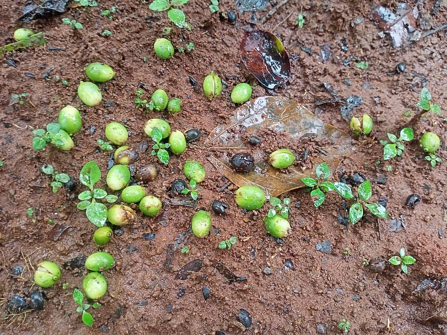 ನಾಪೋಕ್ಲು ಹೊರವಲಯದ ಕಾಫಿ ತೋಟವೊಂದರಲ್ಲಿ ಕಾಫಿಯ ಕಾಯಿಗಳು ಉದುರಿರುವುದು 