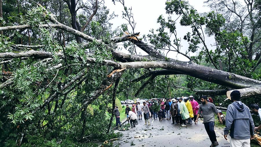 ಸುಂಟಿಕೊಪ್ಪ ಸಮೀಪದ ಬಾಳೆಕಾಡು- ಗದ್ದೆಹಳ್ಳ ರಾಷ್ಟ್ರೀಯ ಹೆದ್ದಾರಿಯಲ್ಲಿ ಮರಗಳು ಬಿದ್ದು ರಸ್ತೆ ಸಂಚಾರಕ್ಕೆ ಅಡ್ಡಿ ಉಂಟಾಗಿತ್ತು 