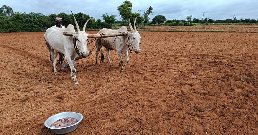 ಕೋಲಾರ ತಾಲ್ಲೂಕಿನ ತೊಟ್ಲಿ ಗ್ರಾಮದ ಬಳಿ ಉಳುಮೆಯಲ್ಲಿ ತೊಡಗಿದ್ದ ರೈತ