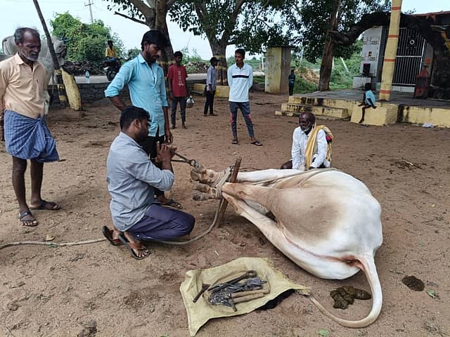 ವಡಗೇರಾ ಪಟ್ಟಣದ ಕಂಬಾರಾಯ ದೇವಾಲಯದ ಆವರಣದಲ್ಲಿ ಎತ್ತಿನ ಪಾದಕ್ಕೆ ನಾಲು ಹೊಡೆಯುತ್ತಿರುವುದು