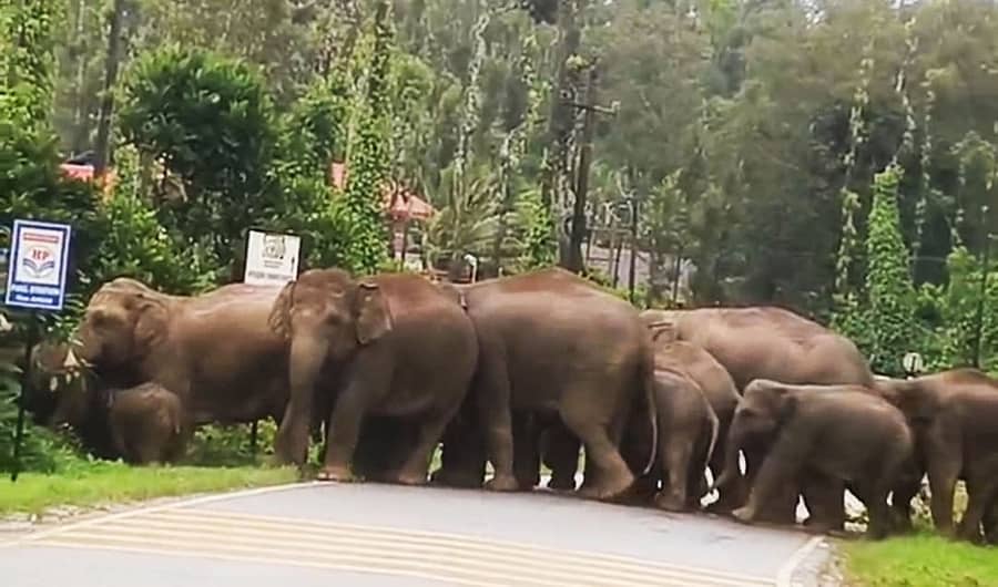 ಬೇಲೂರಿನ ಚೀಕನಹಳ್ಳಿಯ ಬಳಿ ರಾಷ್ಟ್ರೀಯ ಹೆದ್ದಾರಿ ದಾಟುತ್ತಿರುವ ಕಾಡಾನೆಗಳು