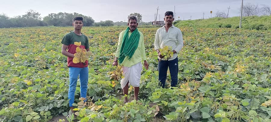 ಬೆಳವಣಕಿ ಗ್ರಾಮದ ಹೊಲವೊಂದರಲ್ಲಿನ ಹಳದಿ ರೋಗ ಬಾಧಿತ ಹೆಸರು ಬೆಳೆ