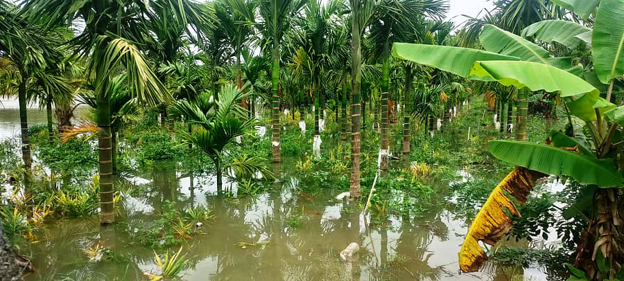 ಕೊಣನೂರು ಸಮೀಪದ ಬಂಡಿಪಾಳ್ಯ ಗ್ರಾಮದ ಬಳಿ ಶುಂಠಿ ಜಮೀನಿಗೆ ನೀರು ನುಗ್ಗಿರುವುದು